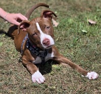 Flora *Cutest 3 legged Girl* - Photo 1