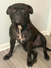 Dolly - Photo 1