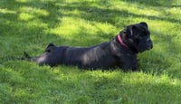 Dolly - Photo 2