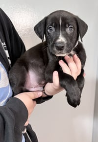 Arlo - Photo 1