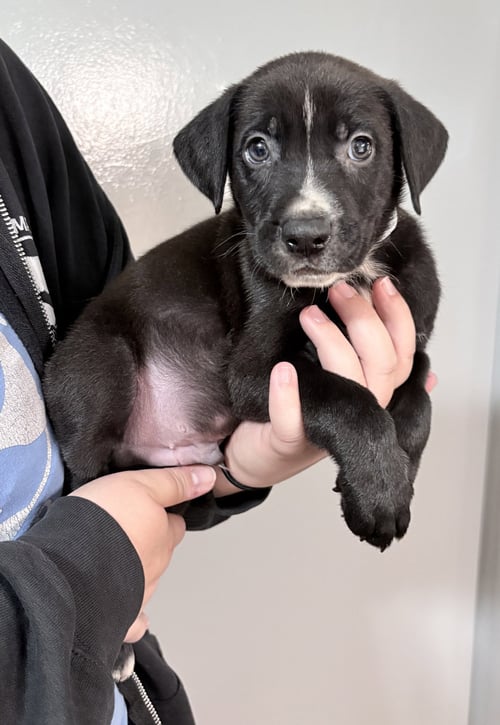 ARLO - Shepherd / Pit Bull Terrier for adoption in Flint