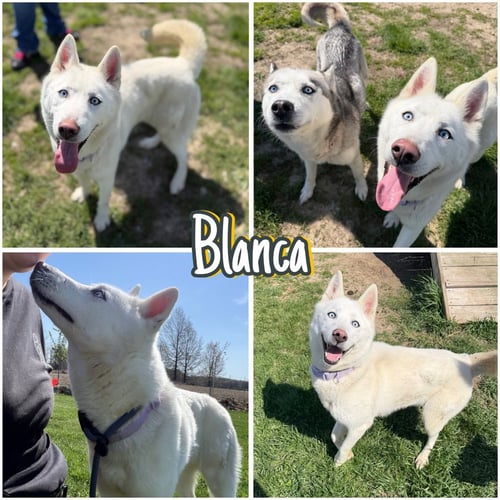 BLANCA - Husky available for adoption