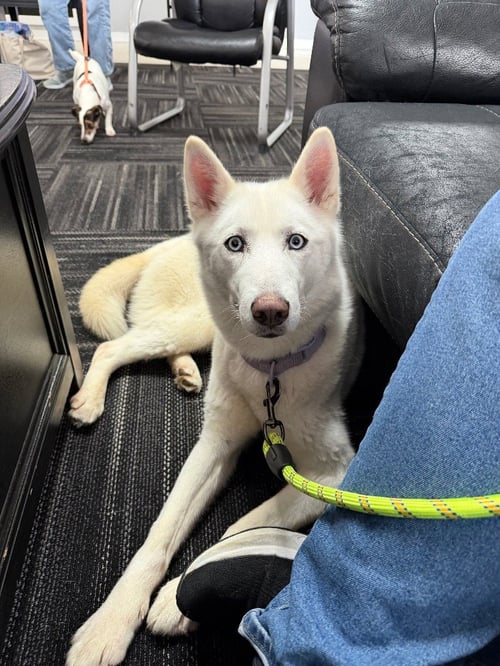 BLANCA - Husky available for adoption