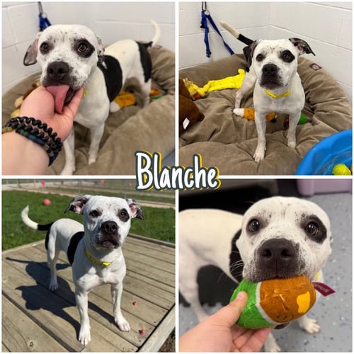 BLANCHE - American Staffordshire Terrier available for adoption