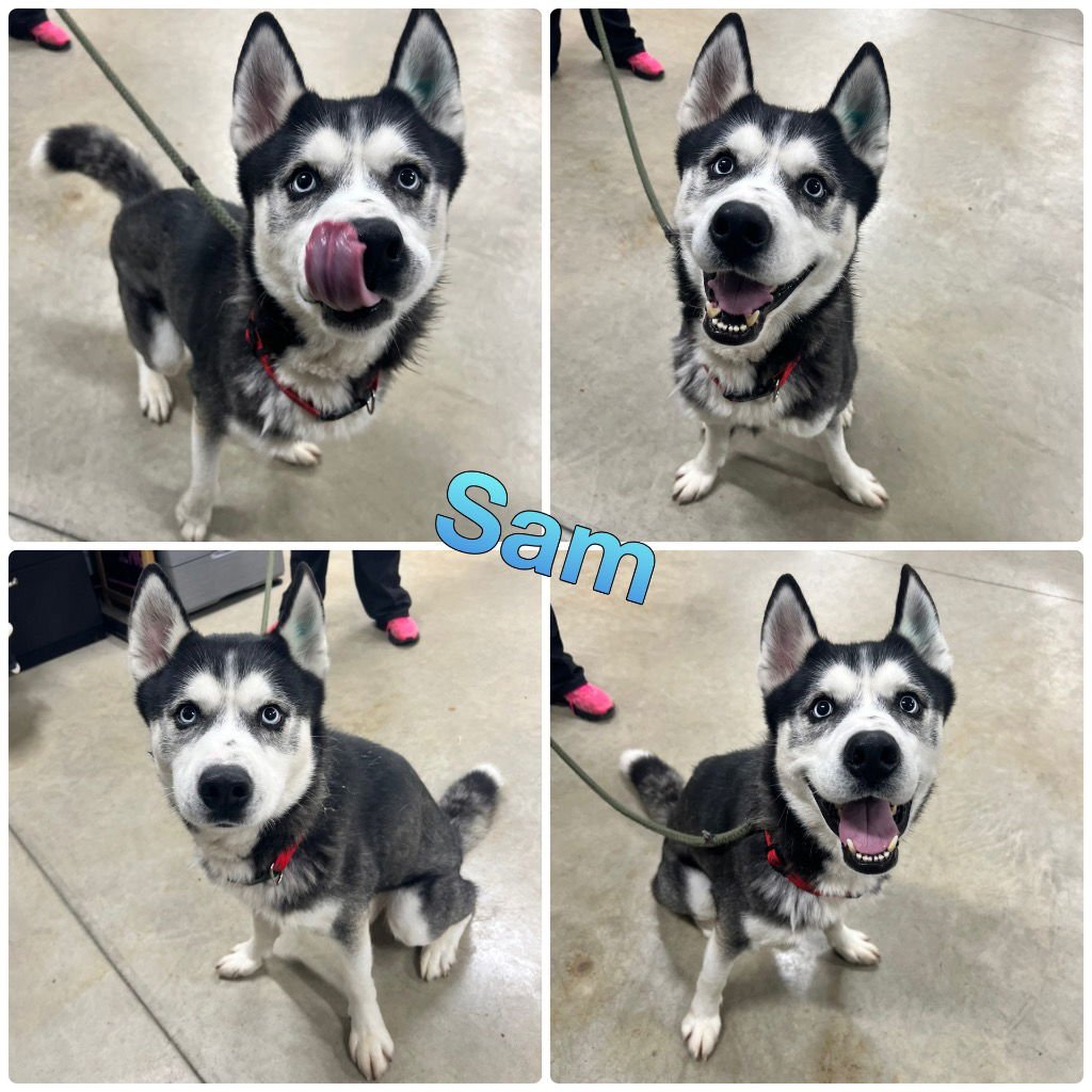SAM - Siberian Husky available for adoption