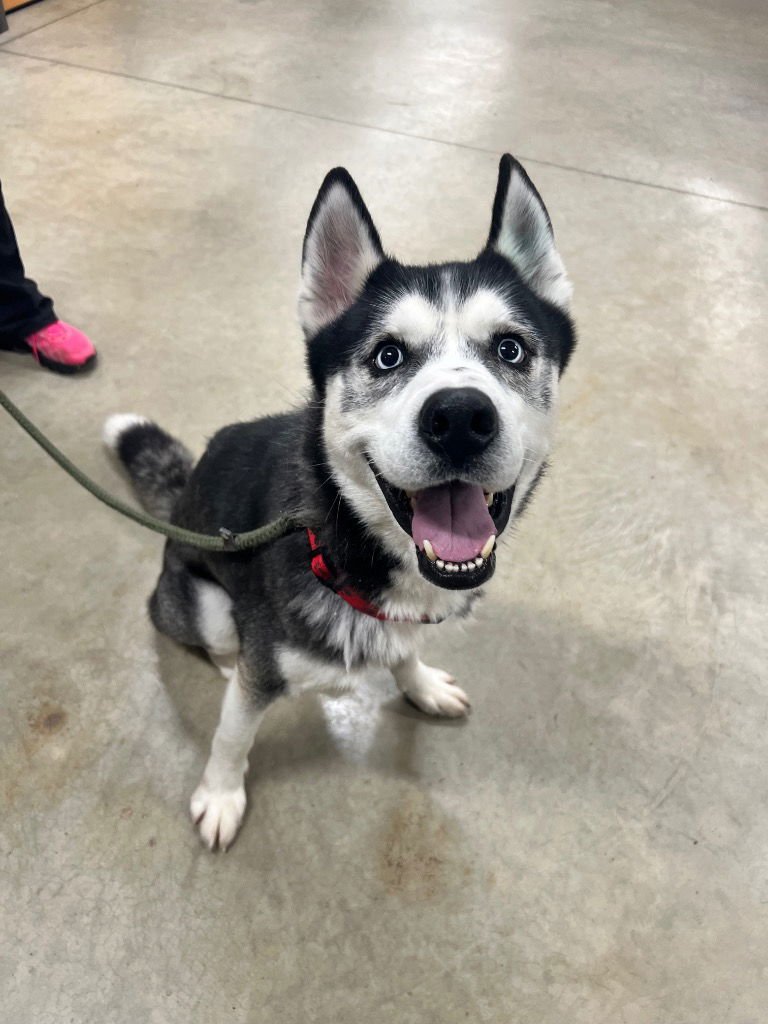 SAM - Siberian Husky available for adoption