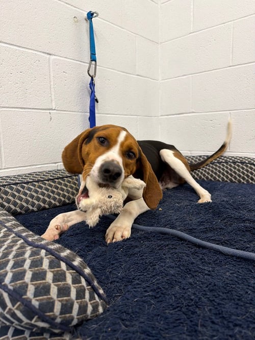 DERPY - Coonhound available for adoption