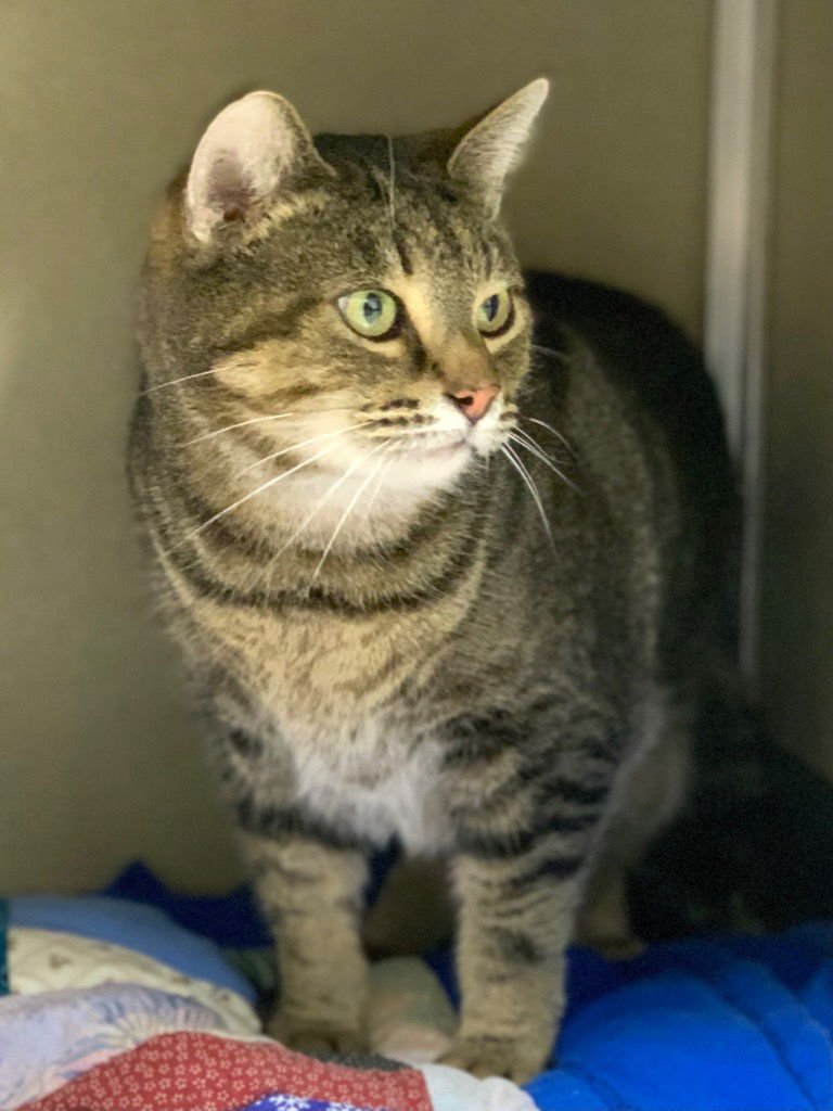 TIGGER- FRONT DECLAWED - Tiger available for adoption