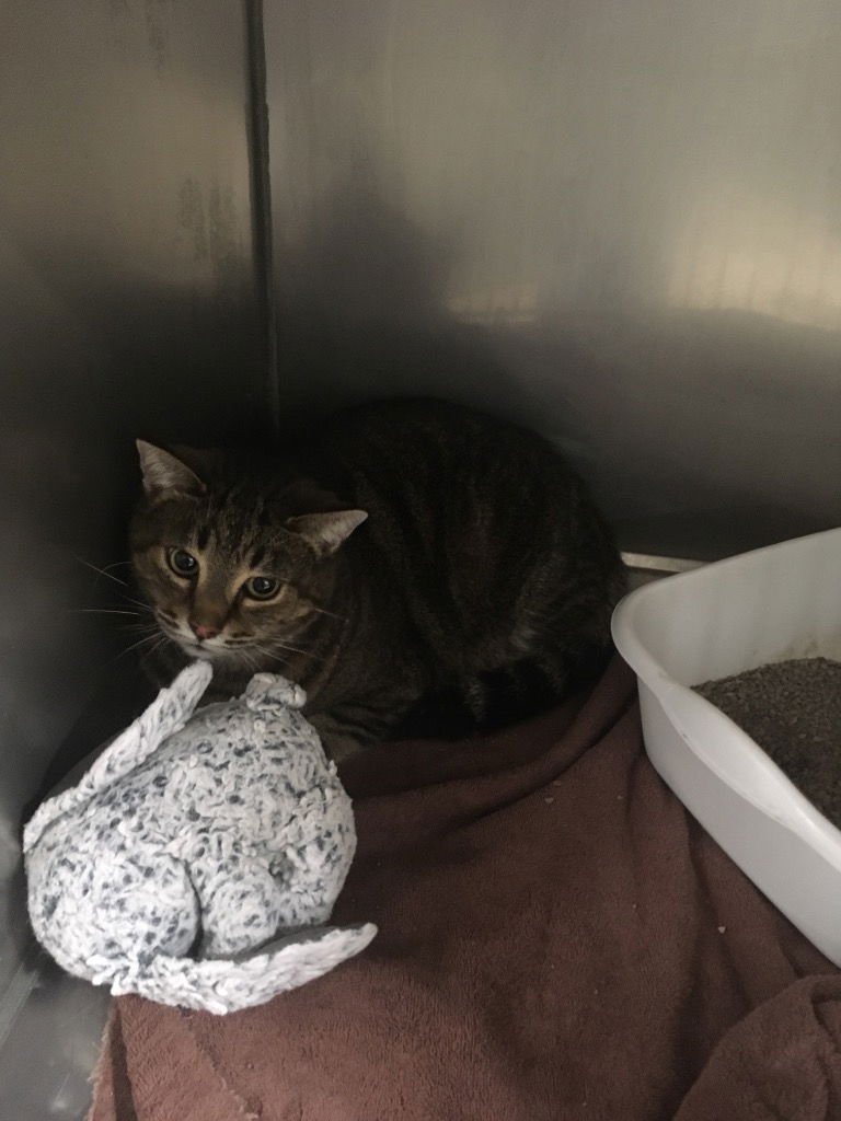 TIGGER- FRONT DECLAWED - Tiger available for adoption