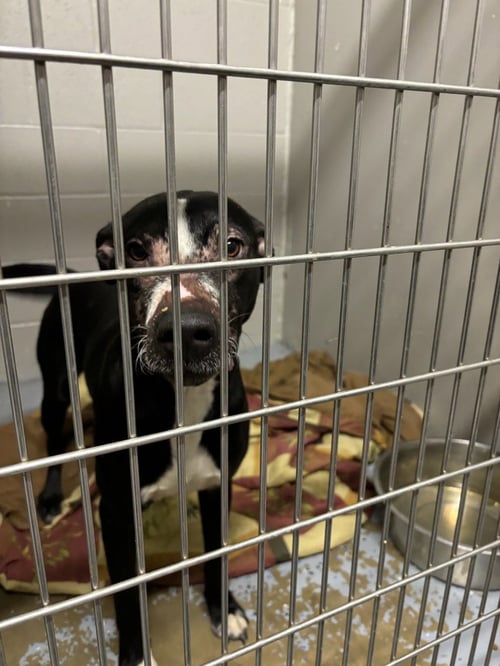 BENTLEY - American Staffordshire Terrier / Labrador Retriever available for adoption