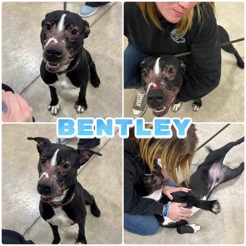 BENTLEY - American Staffordshire Terrier / Labrador Retriever available for adoption