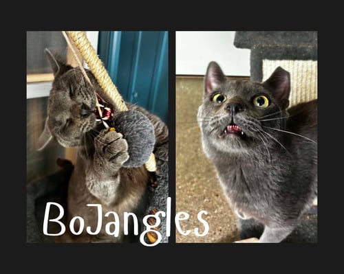 BOJANGLES (HERPES) - Domestic Short Hair for adoption in Fort Wayne