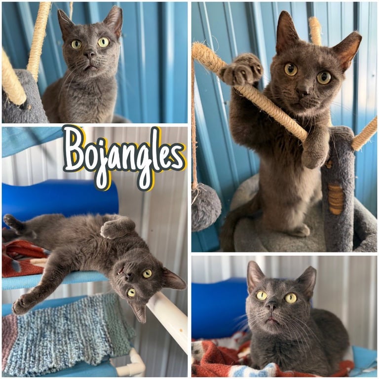 Bojangles Image