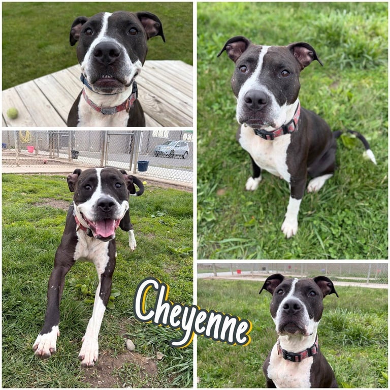Cheyenne Image