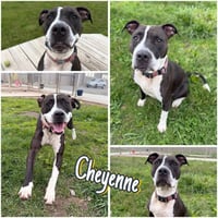 Cheyenne - Photo 1