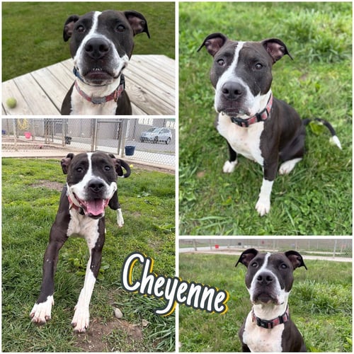 CHEYENNE - American Staffordshire Terrier for adoption in Fort Wayne