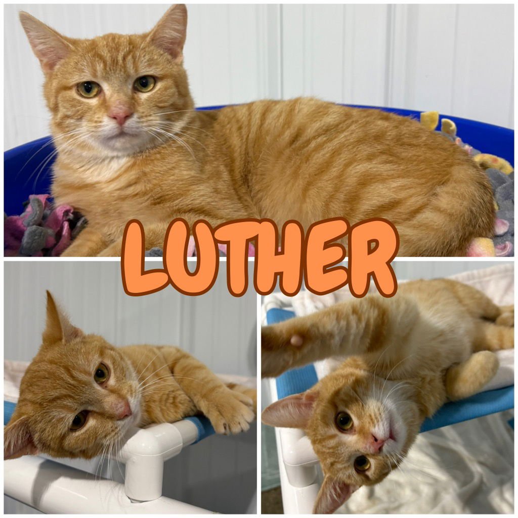 LUTHER- SILO - Domestic Short Hair available for adoption