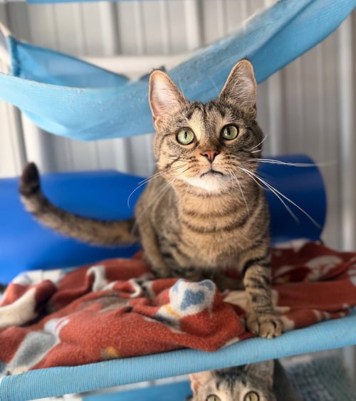 SATIVA - LONG TERM RESIDENT - Domestic Short Hair available for adoption
