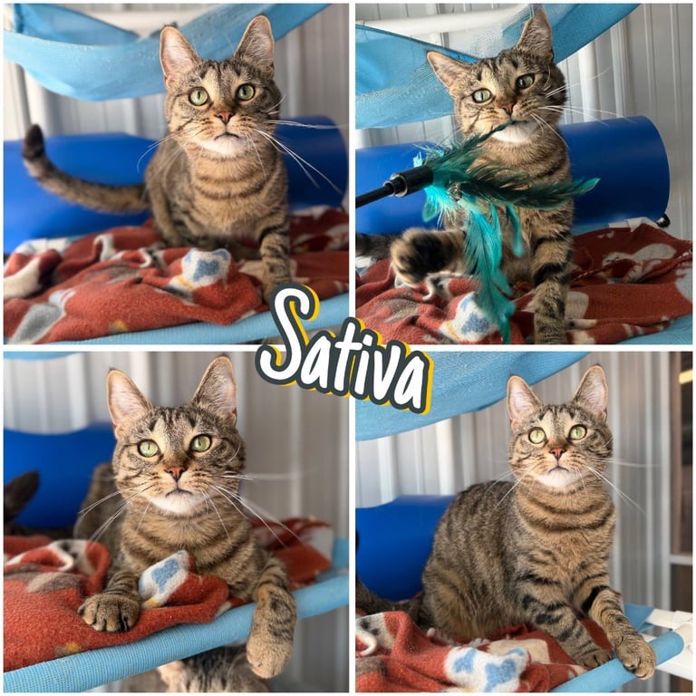 Sativa - Long Term Resident Image