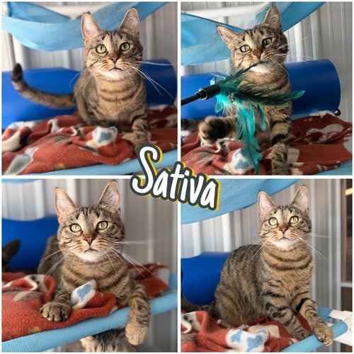 SATIVA - LONG TERM RESIDENT - Domestic Short Hair available for adoption