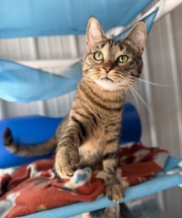 Sativa - Long Term Resident - Photo 4