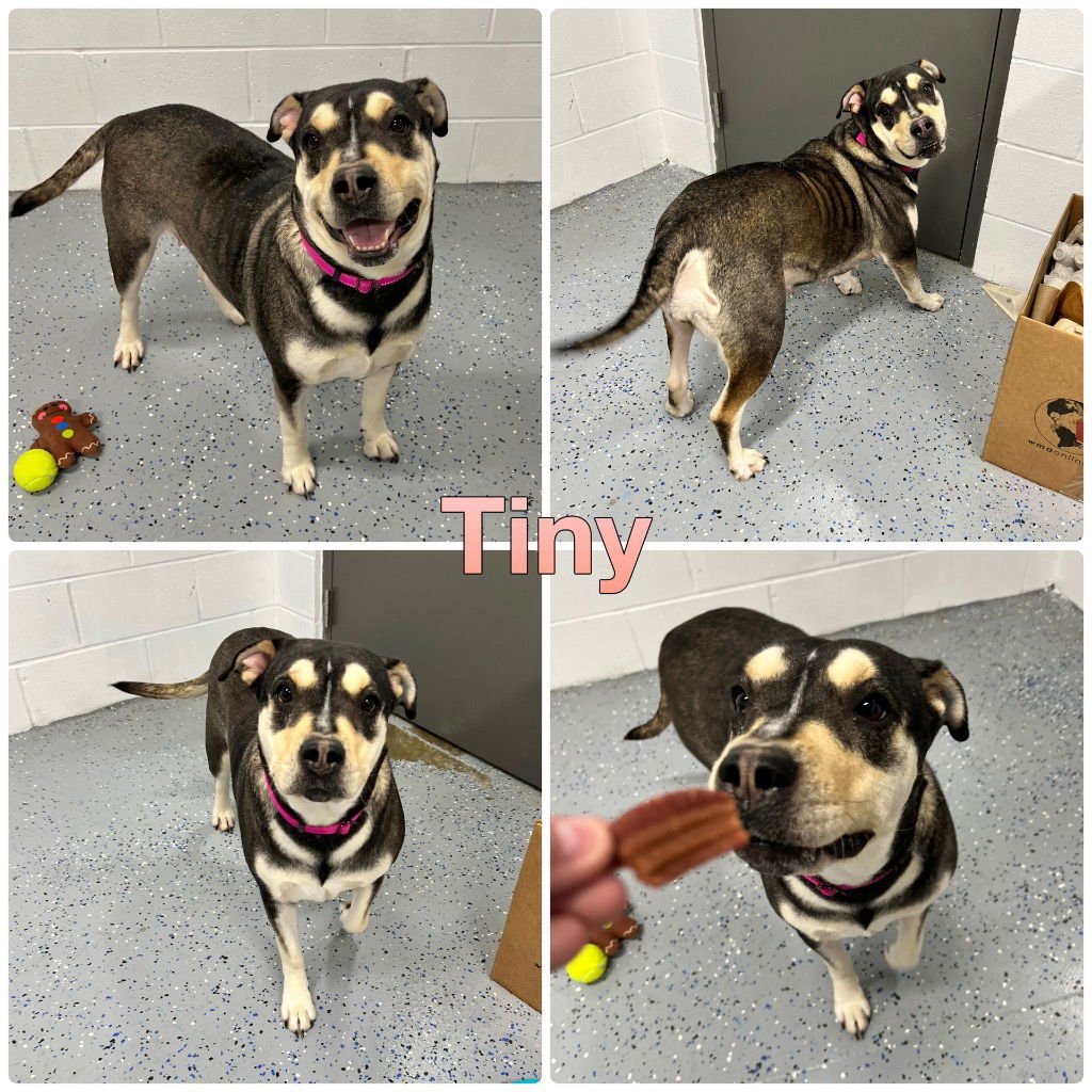 TINY - Labrador Retriever / American Staffordshire Terrier available for adoption