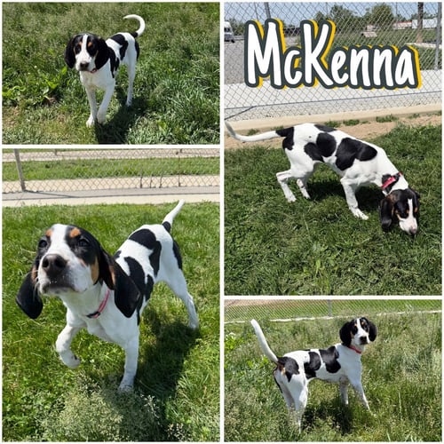 MCKENNA - Treeing Walker Coonhound available for adoption