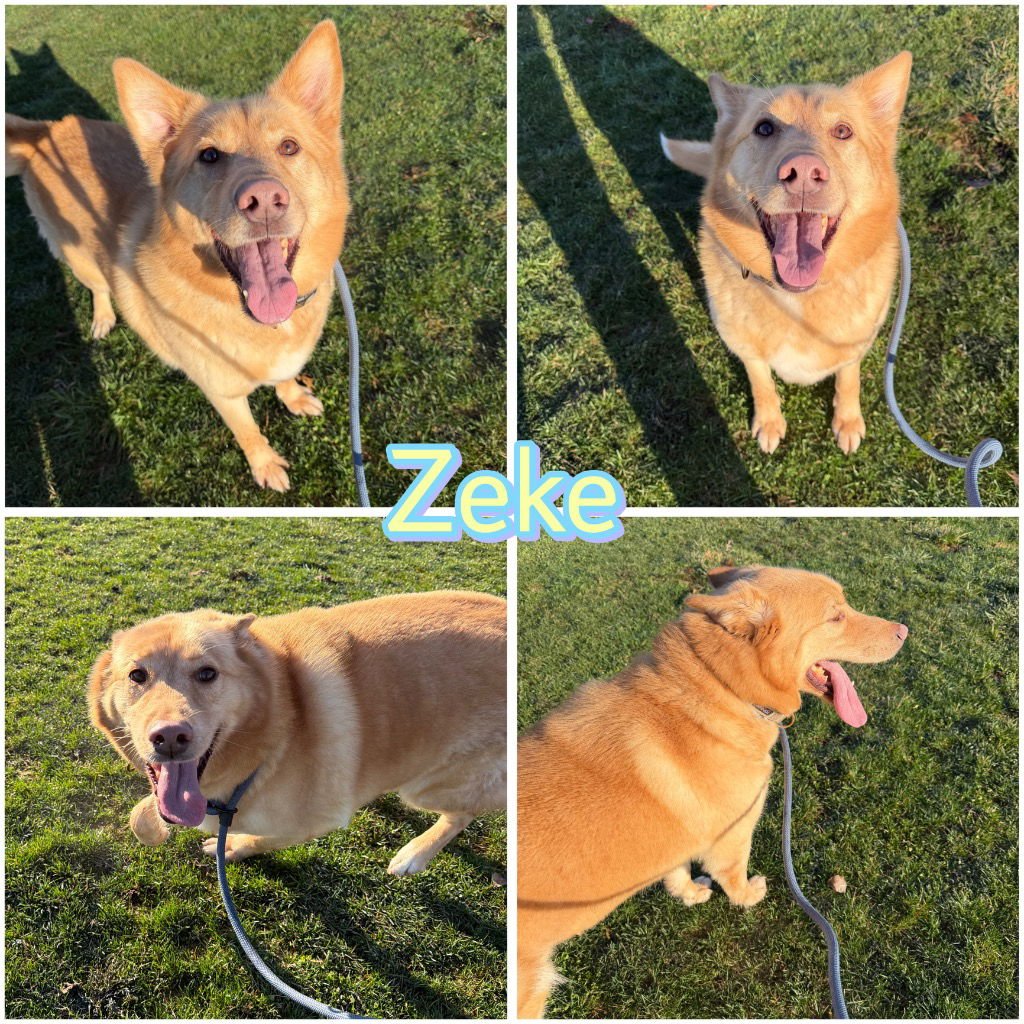 ZEKE - Husky / Chow Chow for adoption in Fort Wayne
