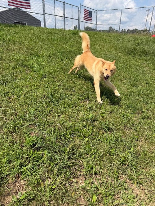 ZEKE - Husky / Chow Chow available for adoption