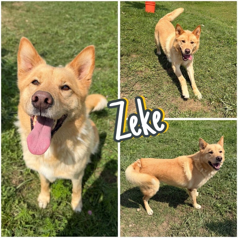 Zeke Image