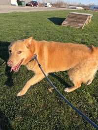 Zeke - Photo 3