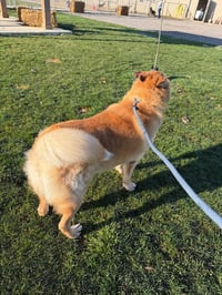 Zeke - Photo 4