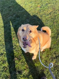 Zeke - Photo 2
