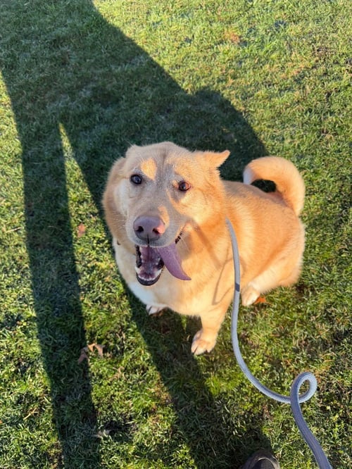 ZEKE - Husky / Chow Chow available for adoption