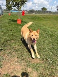 Zeke - Photo 4