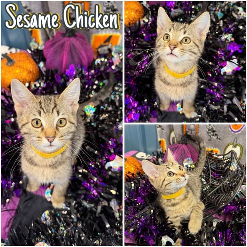 SESAME CHICKEN - Domestic Short Hair available for adoption