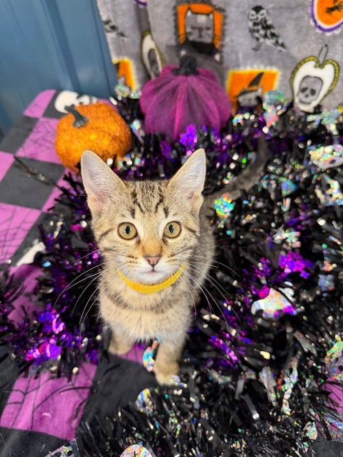 SESAME CHICKEN - Domestic Short Hair available for adoption