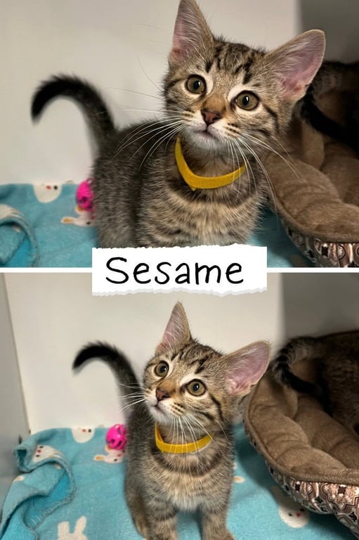 Sesame Chicken Image