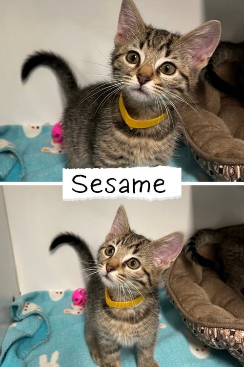 SESAME CHICKEN - Domestic Short Hair available for adoption