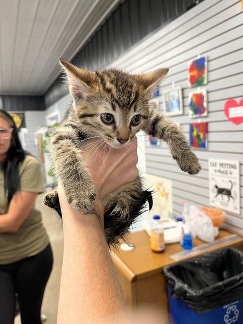 SESAME CHICKEN - Domestic Short Hair available for adoption