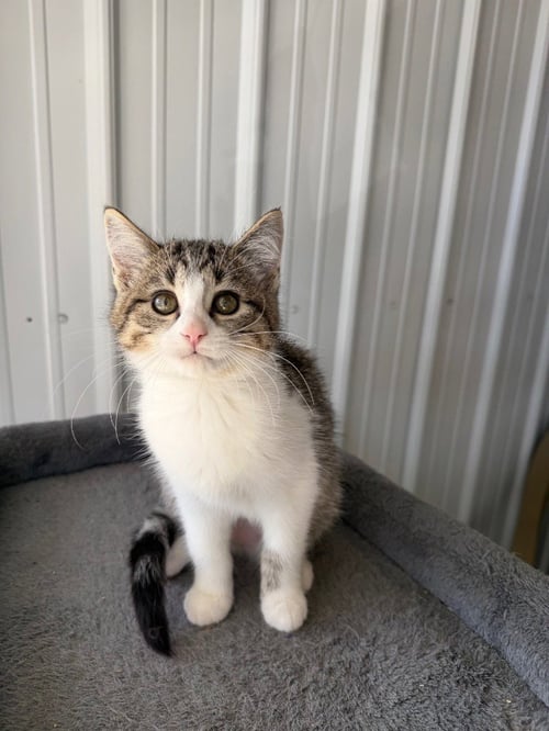 DANI GO - Domestic Short Hair available for adoption