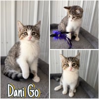 Dani Go - Photo 1