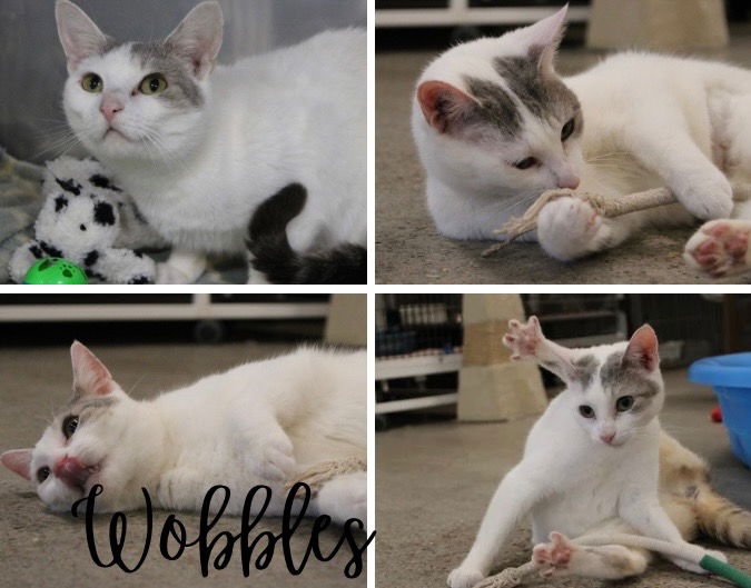 WOBBLES - Domestic Short Hair available for adoption