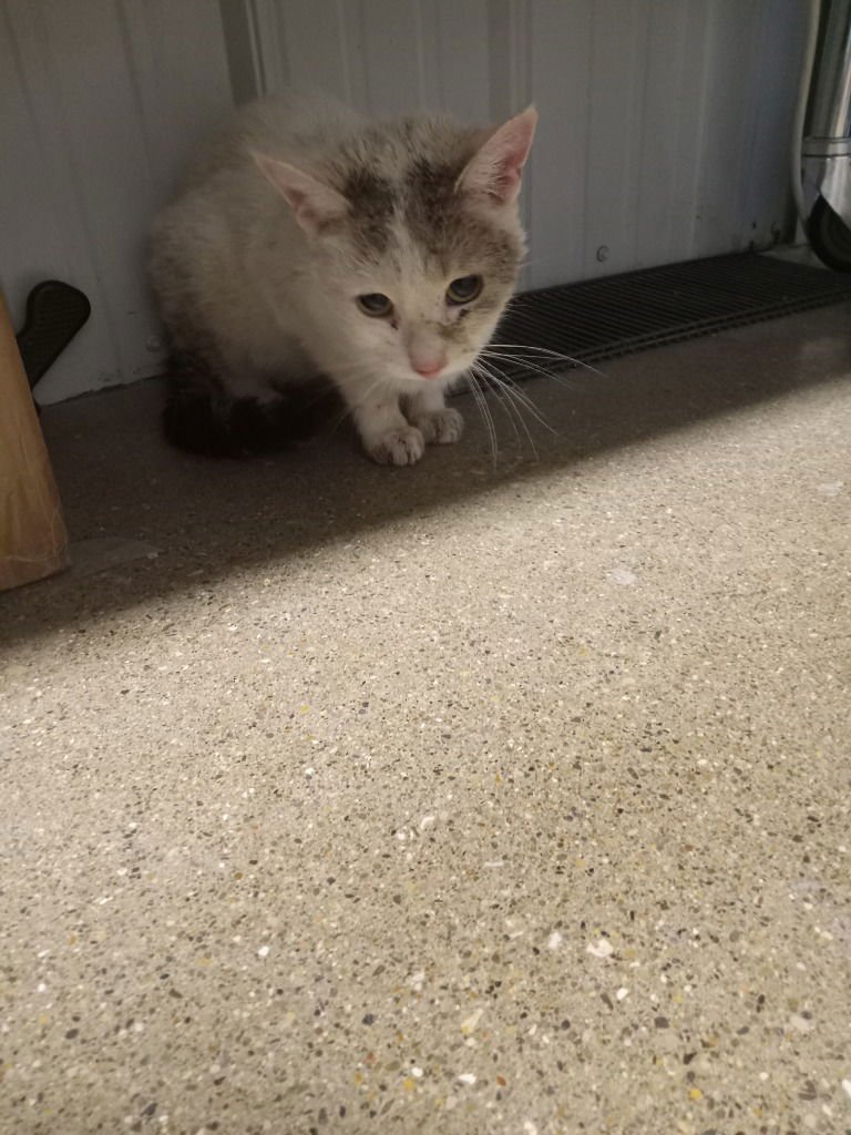 WOBBLES - Domestic Short Hair available for adoption