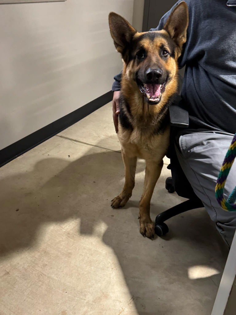 AXEL - CALL FOR APPT - German Shepherd Dog available for adoption