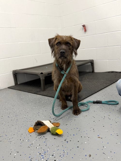 AHSOKA - Terrier available for adoption