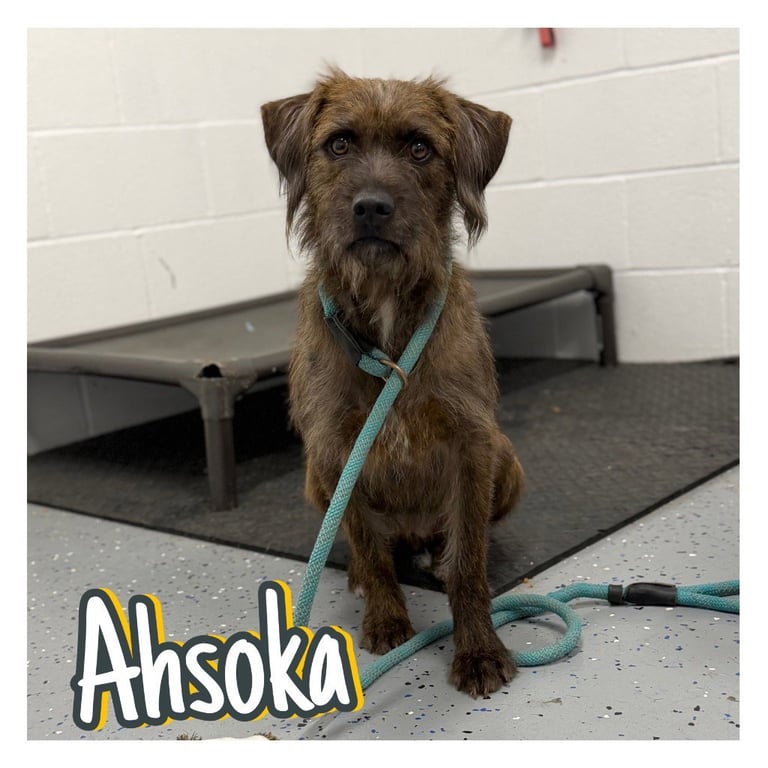 Ahsoka Image