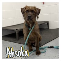 Ahsoka - Photo 1