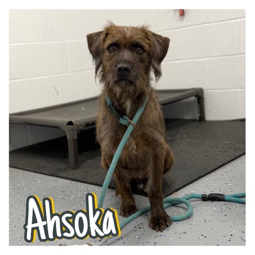 AHSOKA - Terrier available for adoption