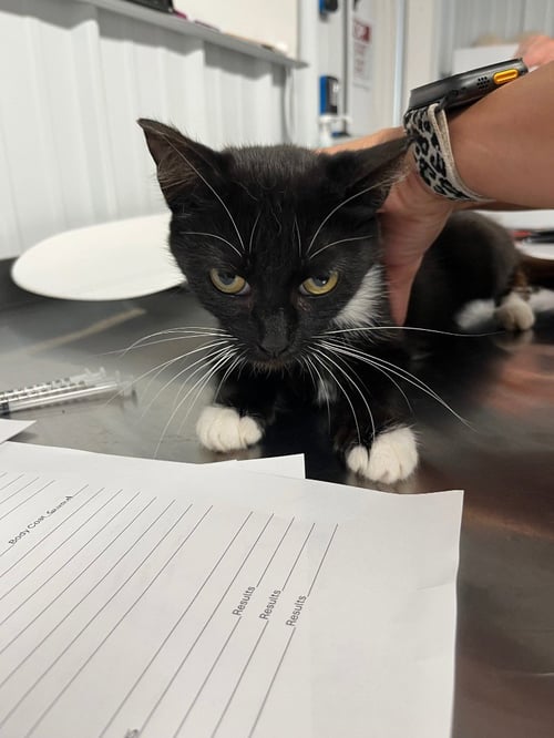 BOBA - Domestic Short Hair available for adoption